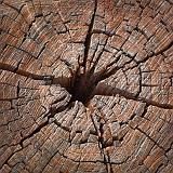 Weathered Stump_72992